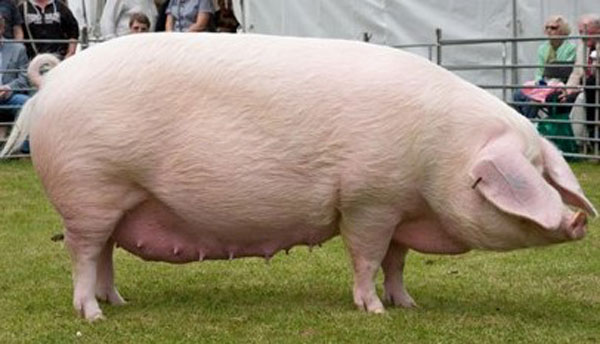 Наближення новорічних свят пожвавило ринок живця свиней